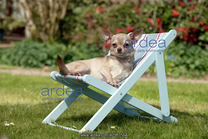: DOG - Chihuahua : DOG - Chihuahua