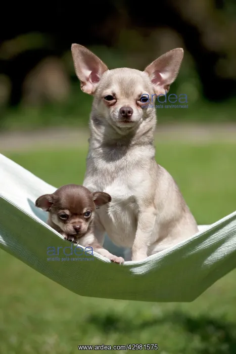 : DOG - Chihuahua : DOG - Chihuahua