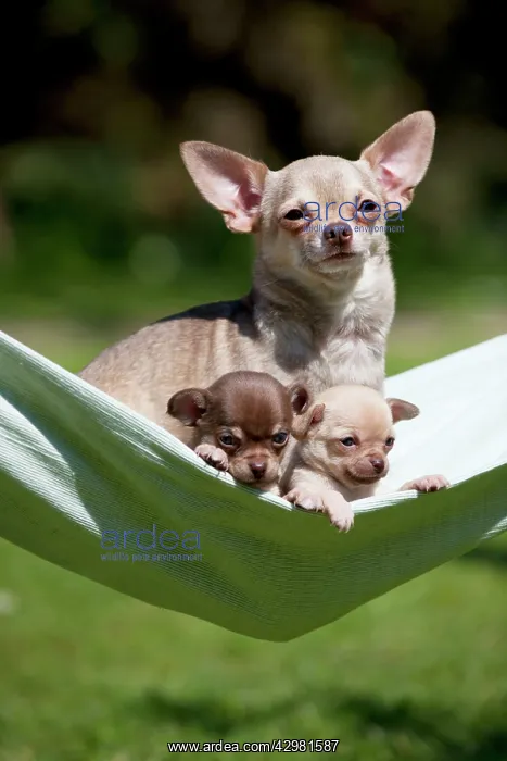 : DOG - Chihuahua : DOG - Chihuahua