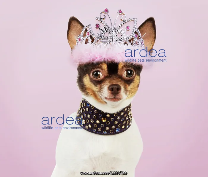 : DOG - Chihuahua : DOG - Chihuahua