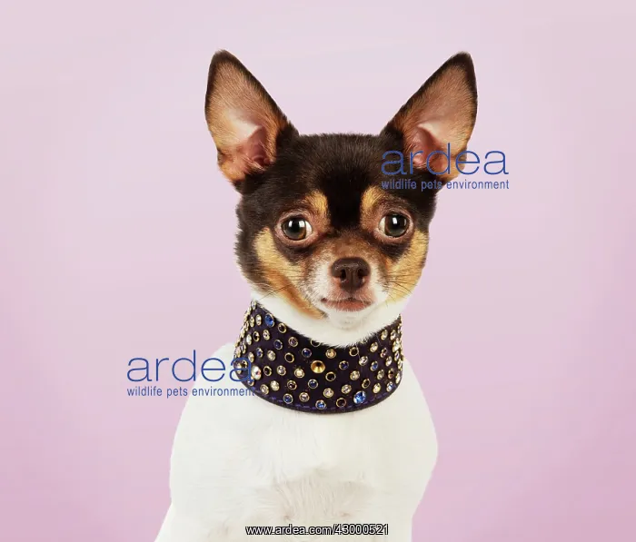 : Dog Chihuahua : Dog Chihuahua