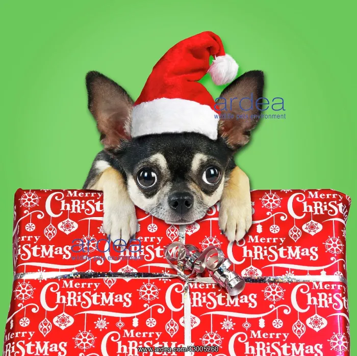 : Dog Chihuahua : Dog Chihuahua