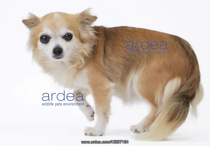  : Dog Chihuahua