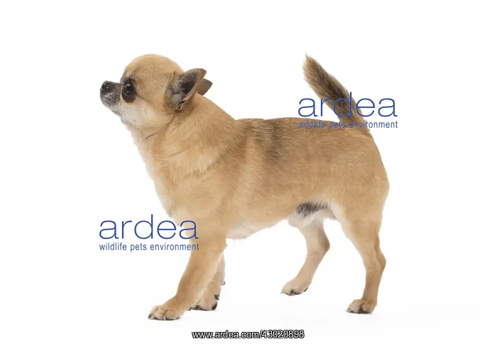  : Dog Chihuahua