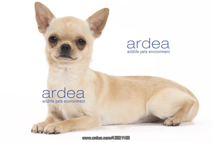  : Dog Chihuahua