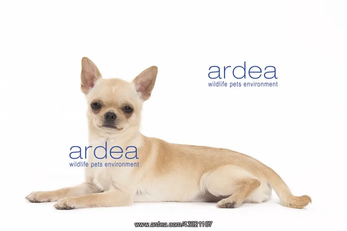  : Dog Chihuahua