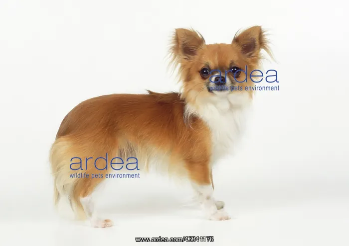 : DOG - Chihuahua : DOG - Chihuahua