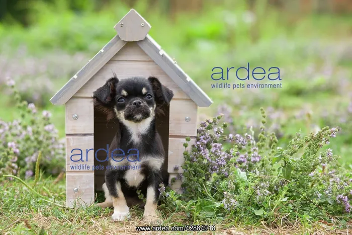 : Dog - Chihuahua - 8 week old puppy : Dog - Chihuahua - 8 week old puppy