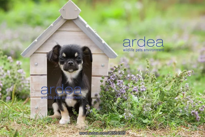 : Dog - Chihuahua - 8 week old puppy : Dog - Chihuahua - 8 week old puppy