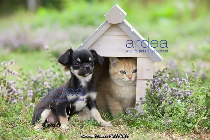 : Dog - Chihuahua - 8 week old puppy with Briitsh : Dog - Chihuahua - 8 week old puppy with Briitsh