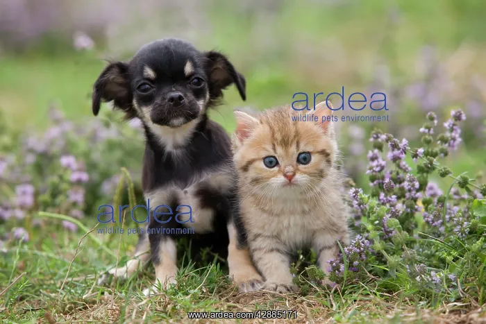 : Dog - Chihuahua - 8 week old puppy with Briitsh : Dog - Chihuahua - 8 week old puppy with Briitsh