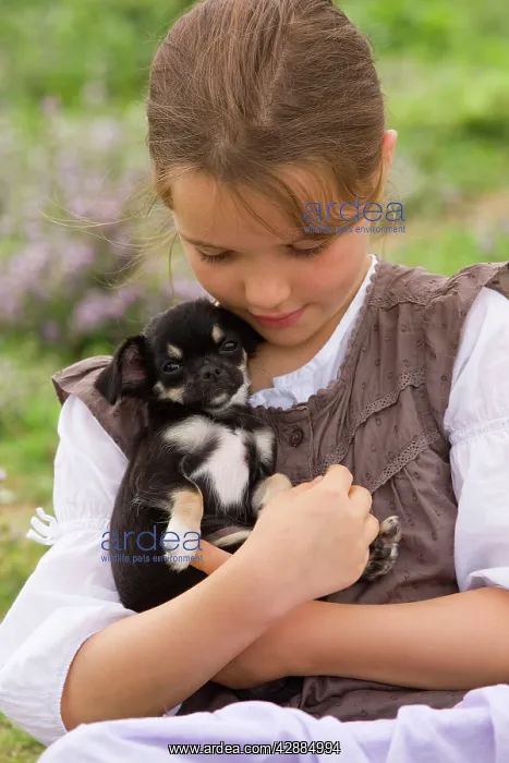 : Dog - Chihuahua - 8 week old puppy being cuddled : Dog - Chihuahua - 8 week old puppy being cuddled