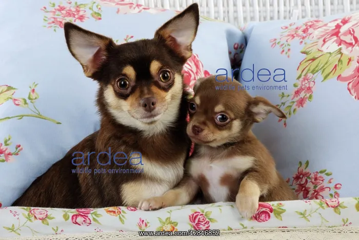  : DOG. Chihuahua & chihuahua puppy sitting in basket