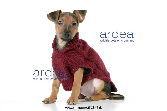 : Dog - Chihuahua cross Dachshund - Wearing wooly coat : Dog - Chihuahua cross Dachshund - Wearing wooly coat