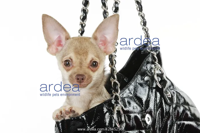 : DOG Chihuahua in handbag : DOG Chihuahua in handbag