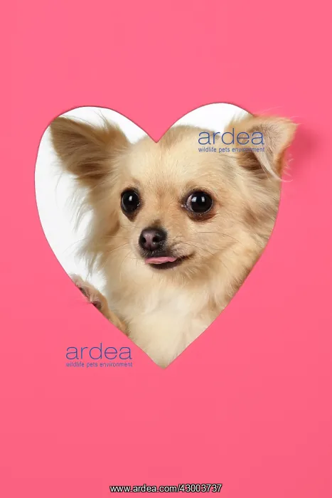 : DOG, Chihuahua, with head though pink heart shaped : DOG, Chihuahua, with head though pink heart shaped