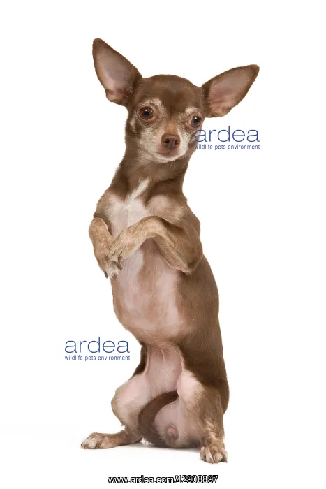  : Dog - Chihuahua on hind legs dog dancing in studio