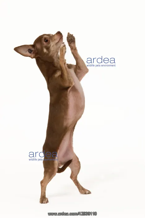 : Dog - Chihuahua on hind legs dog dancing in studio : Dog - Chihuahua on hind legs dog dancing in studio