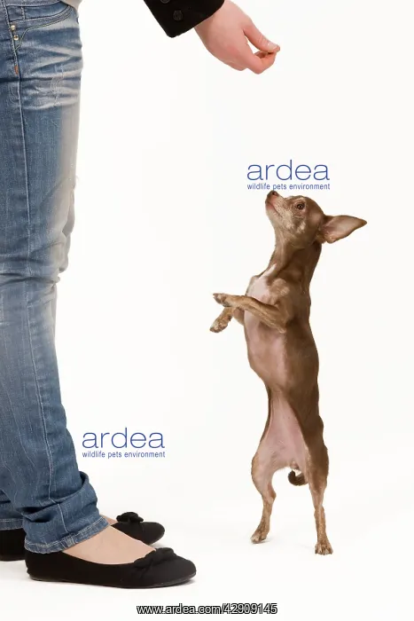 : Dog - Chihuahua on hind legs dog dancing in studio : Dog - Chihuahua on hind legs dog dancing in studio