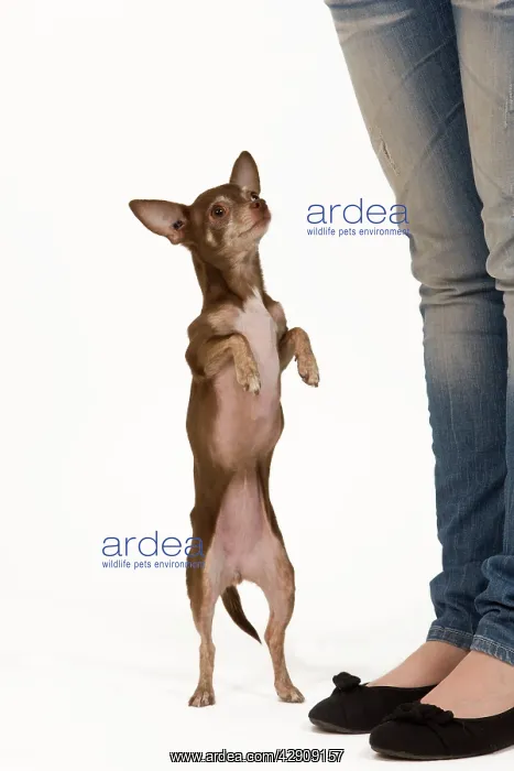 : Dog - Chihuahua on hind legs dog dancing in studio : Dog - Chihuahua on hind legs dog dancing in studio