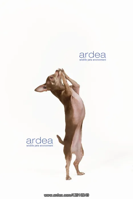 : Dog - Chihuahua on hind legs dog dancing in studio : Dog - Chihuahua on hind legs dog dancing in studio