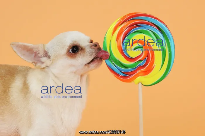  : DOG. Chihuahua licking giant lollipop