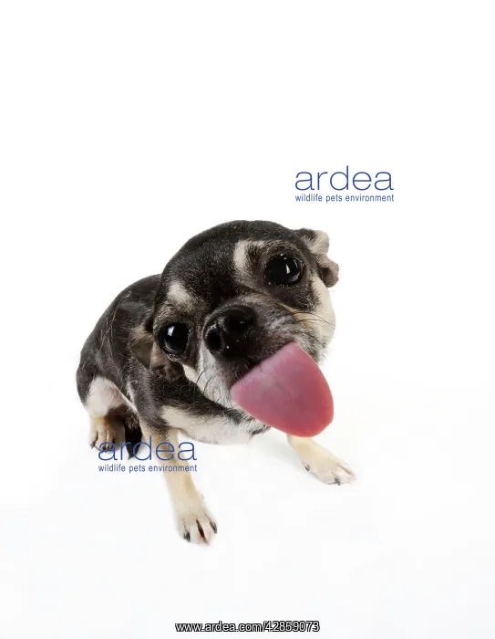 : DOG. Chihuahua licking the screen : DOG. Chihuahua licking the screen