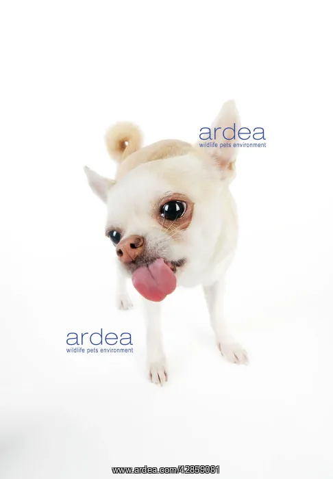 : DOG. Chihuahua licking the screen : DOG. Chihuahua licking the screen