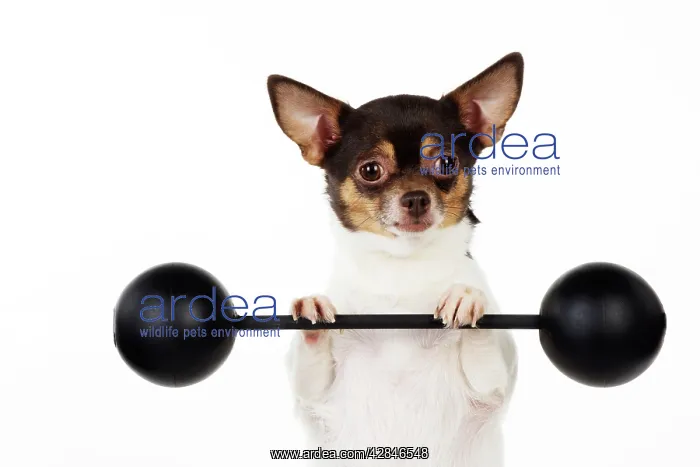 : DOG Chihuahua lifting weights : DOG Chihuahua lifting weights