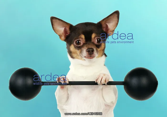 : DOG Chihuahua lifting weights : DOG Chihuahua lifting weights