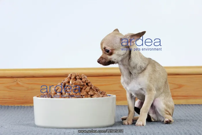 : DOG Chihuahua looking at large bowl of food : DOG Chihuahua looking at large bowl of food