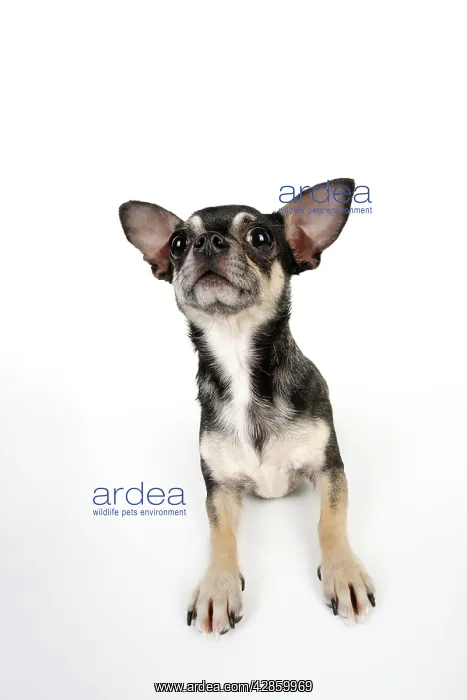 : DOG. Chihuahua lying down looking towards ceiling : DOG. Chihuahua lying down looking towards ceiling