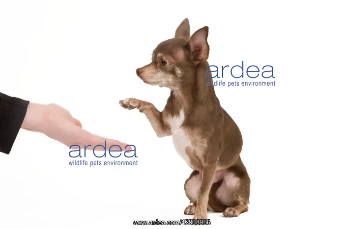 : Dog - Chihuahua with owner dog dancing in studio : Dog - Chihuahua with owner dog dancing in studio