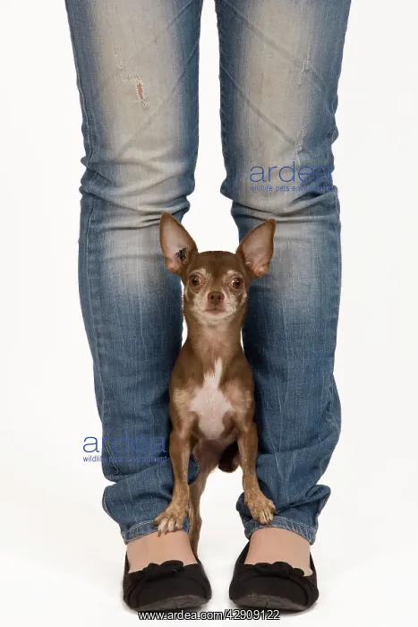 : Dog - Chihuahua with owner dog dancing in studio : Dog - Chihuahua with owner dog dancing in studio