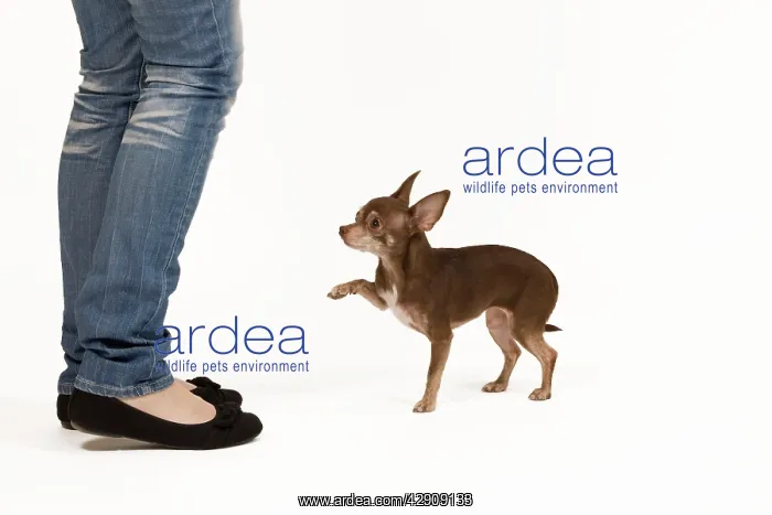 : Dog - Chihuahua with owner dog dancing in studio : Dog - Chihuahua with owner dog dancing in studio