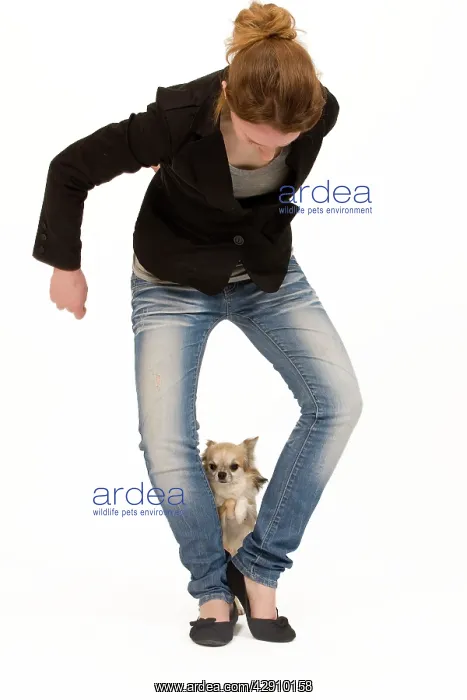 : Dog - Chihuahua with owner dog dancing in studio : Dog - Chihuahua with owner dog dancing in studio
