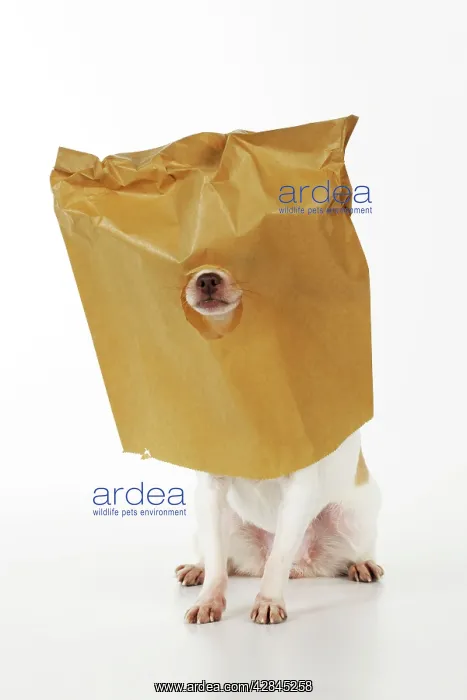 : DOG Chihuahua in paper bag with nose showing : DOG Chihuahua in paper bag with nose showing