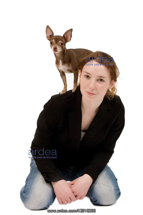  : Dog - Chihuahua perched on owner back - dog dancing