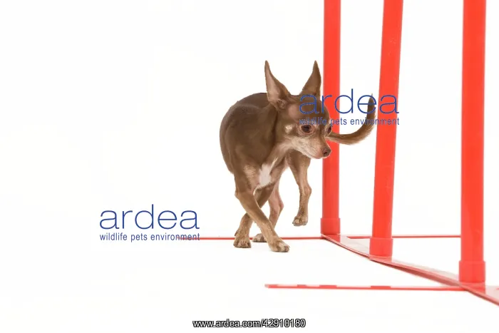 : Dog - Chihuahua performing agility tasks : Dog - Chihuahua performing agility tasks