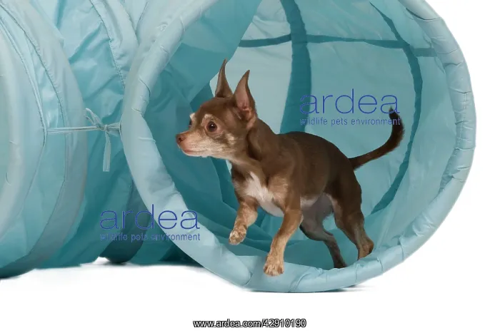: Dog - Chihuahua performing agility tasks - coming : Dog - Chihuahua performing agility tasks - coming