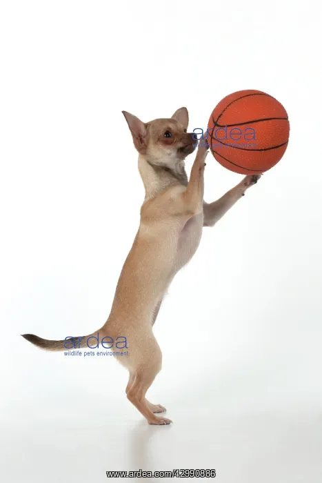 : DOG - Chihuahua playing basketball : DOG - Chihuahua playing basketball