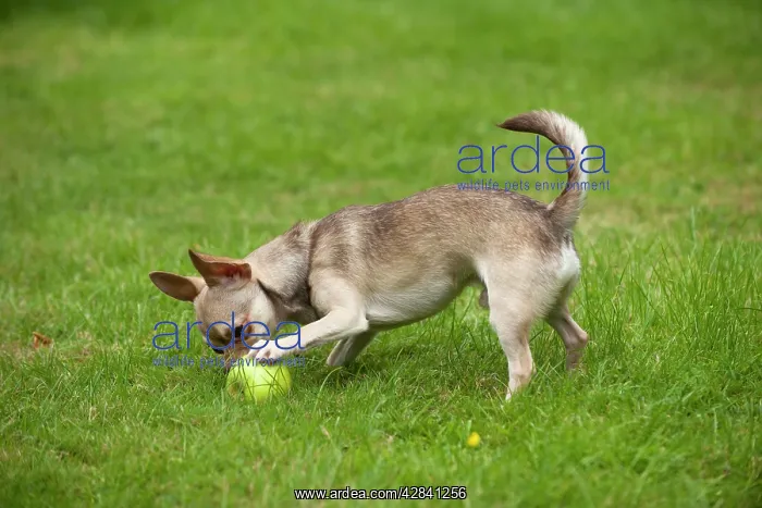 : DOG - Chihuahua playing in garden : DOG - Chihuahua playing in garden