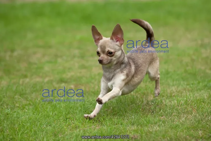 : DOG - Chihuahua playing in garden : DOG - Chihuahua playing in garden