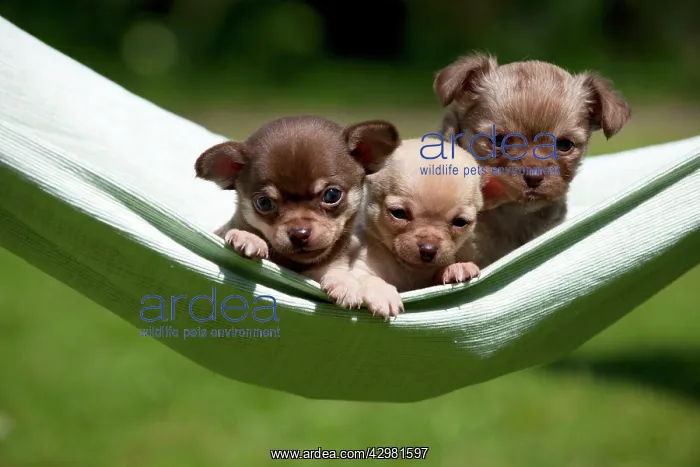: DOG - Chihuahua puppies : DOG - Chihuahua puppies