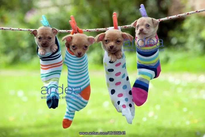 : DOG - Chihuahua puppies hanging in socks (two in : DOG - Chihuahua puppies hanging in socks (two in