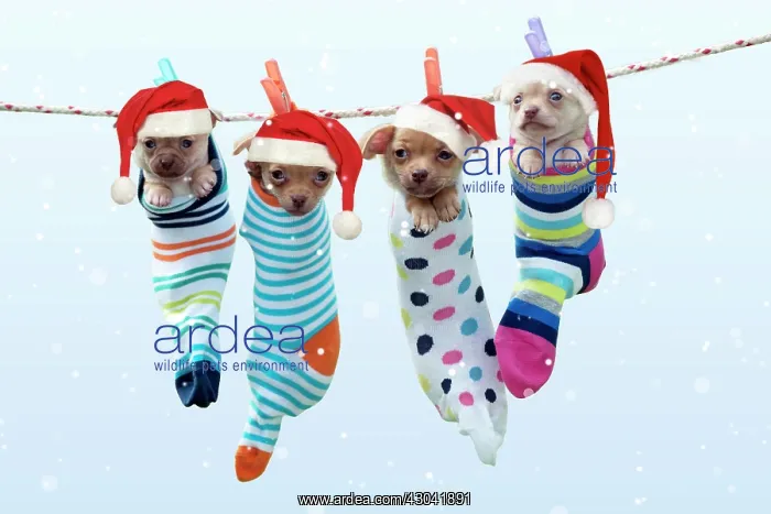 : DOG - Chihuahua puppies hanging in socks wearing : DOG - Chihuahua puppies hanging in socks wearing