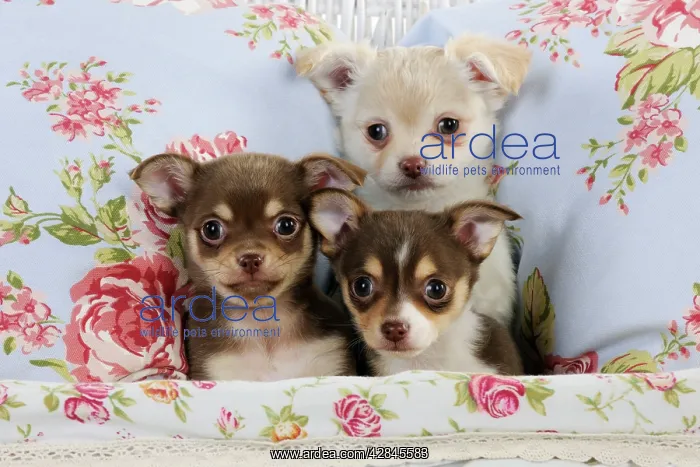 : DOG. Chihuahua puppies sitting together in basket : DOG. Chihuahua puppies sitting together in basket