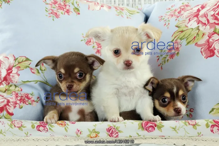 : DOG. Chihuahua puppies sitting together in basket : DOG. Chihuahua puppies sitting together in basket