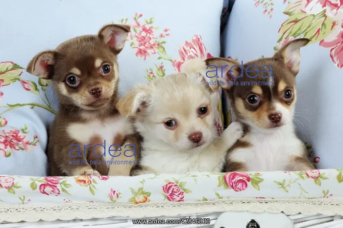 : DOG. Chihuahua puppies sitting together in basket : DOG. Chihuahua puppies sitting together in basket