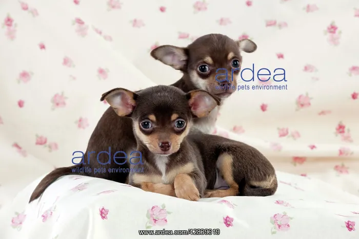  : DOG - Chihuahua puppies sitting on blanket